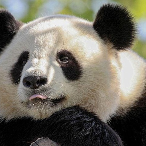 Source: panda with closed mouth