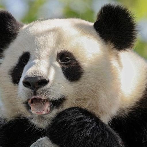 Edited: panda with open mouth