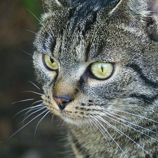 Source: cat with yellow eyes