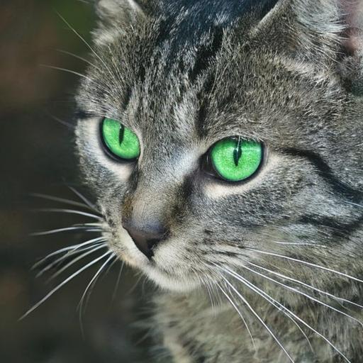 Edited: cat with green eyes