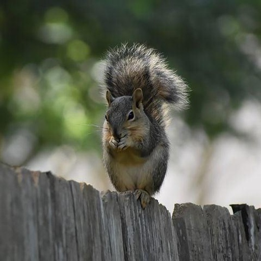 Source: squirrel on a fence