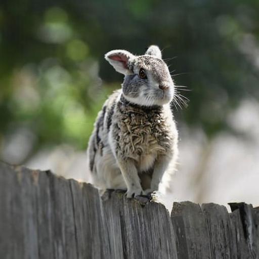 Edited: rabbit on a fence